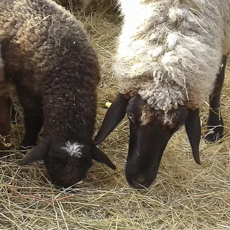 Апартаменты Ketbodonyi *