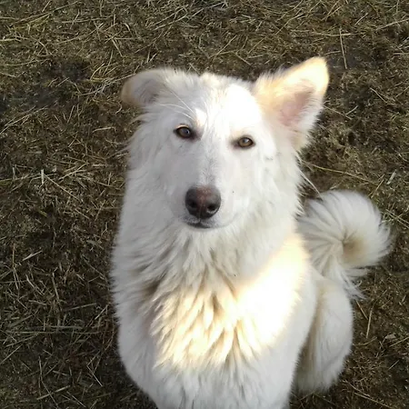 Ketbodonyi * Ketbodony